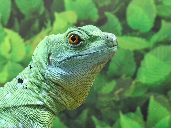..����������� �������� (Basiliscus plumifrons)
