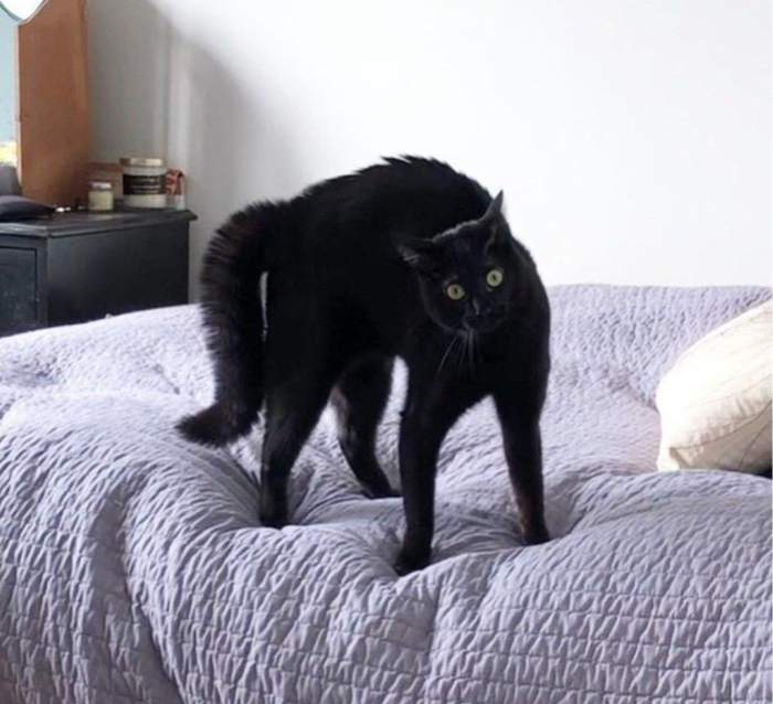 Кощка