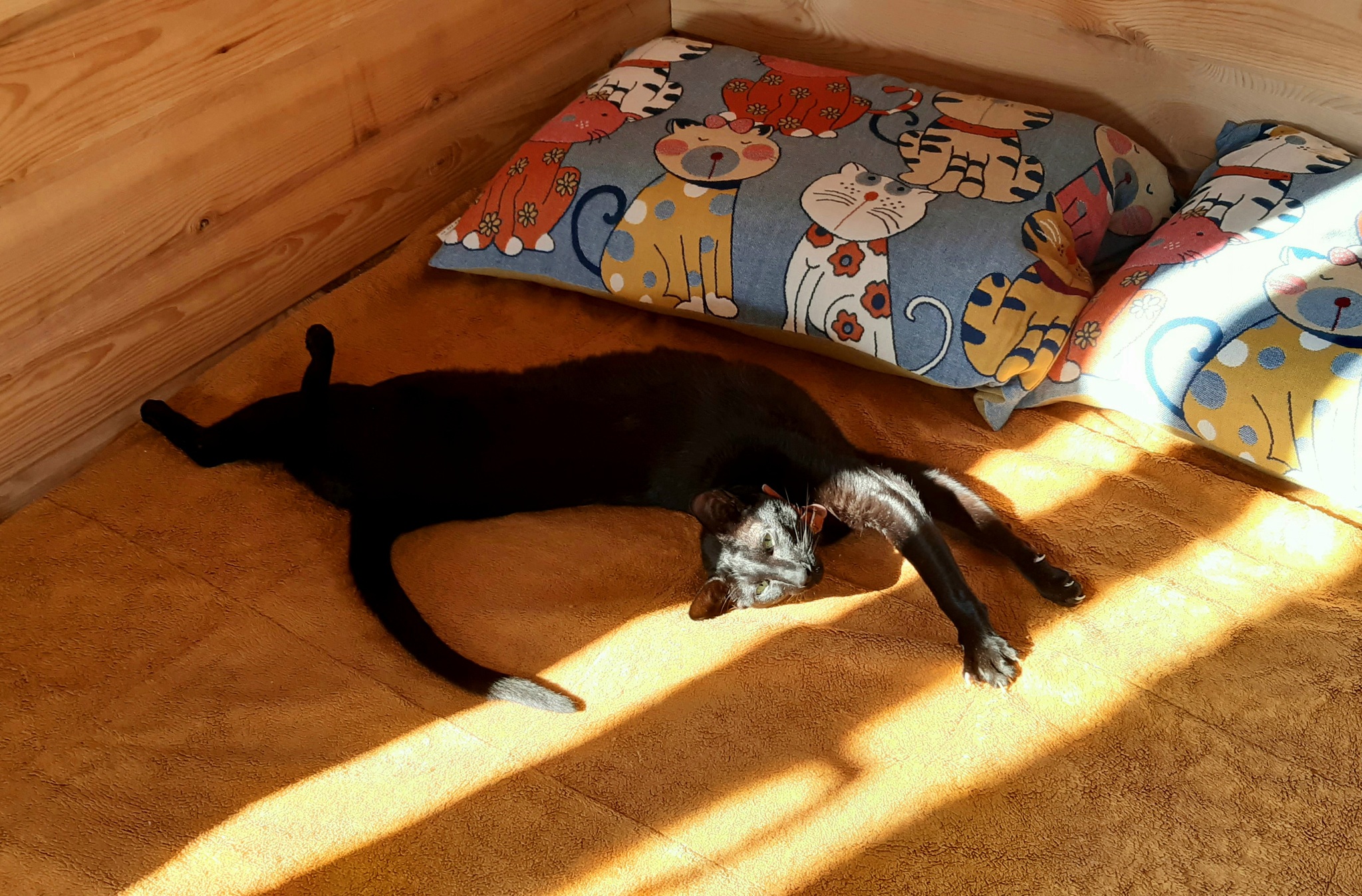 Siesta - Series Notes from the life of the cat Shah, My, Oriental cats, cat, Black cat