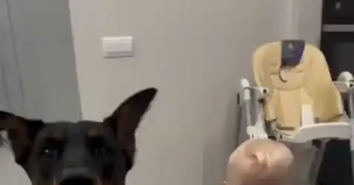 When I found the fifth paw... - Vertical video, Short videos, Dog, Pets, Animals, Paws, Children, Family, Milota, Kindness, beauty, Training, Dog lovers, Joy, Happiness, Care, Good mood, Filming, Video