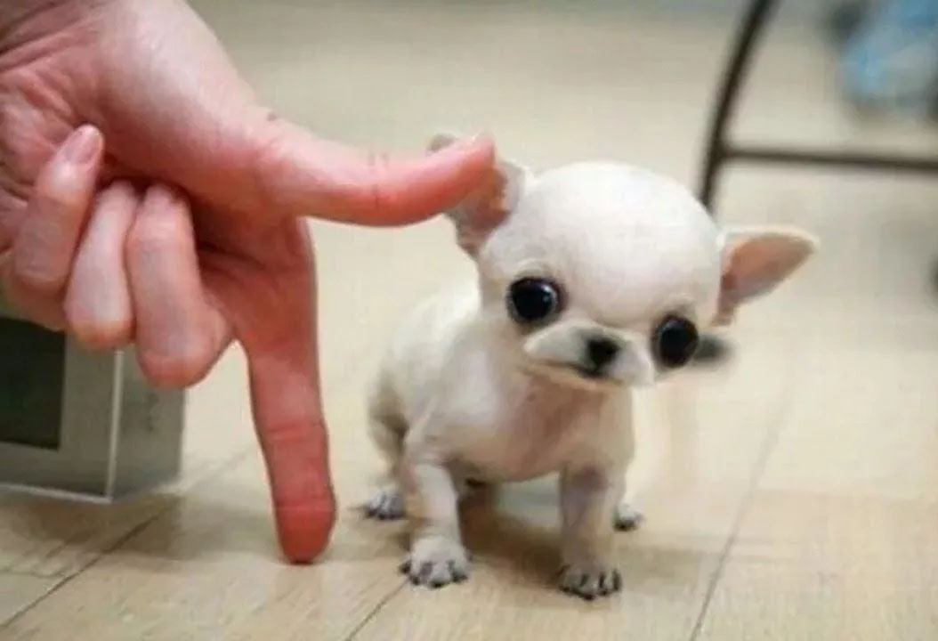 What small dog owners sometimes don't take into account when walking their dogs is that they are really small. - Dog, Mammals, Predatory animals, Pets, Animals, Wild animals, Zen, Yandex Zen, Yandex Zen (link), Longpost