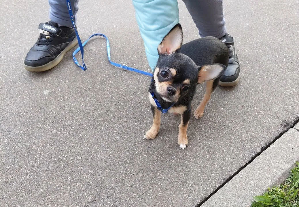 What small dog owners sometimes don't take into account when walking their dogs is that they are really small. - Dog, Mammals, Predatory animals, Pets, Animals, Wild animals, Zen, Yandex Zen, Yandex Zen (link), Longpost