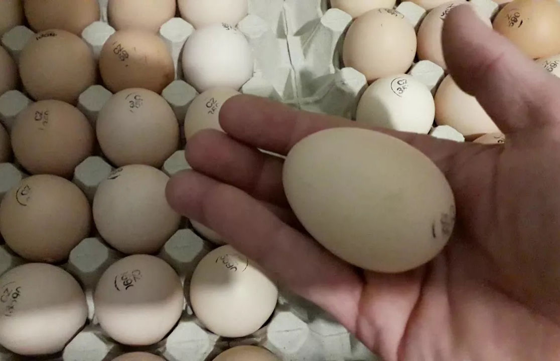 Why can't broiler chicken eggs produce broiler chicks? How do they hatch? A poultry farming mystery. - Egg, Hen, Food, Pets, Animals, Wild animals, Zen, Yandex Zen, Yandex Zen (link), Longpost