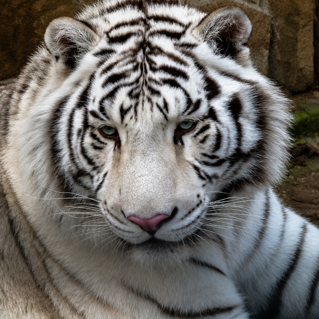 Big cats of Taigan Park - Series My Crimea, My, Taigan Lions Park, Crimea, Russia, a lion, Tiger, The park, Cat family, Big cats, Travel across Russia, White tiger, Amur tiger, The photo, Longpost