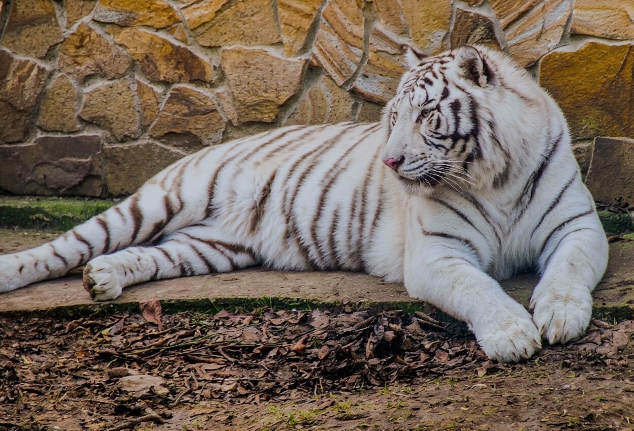 Big cats of Taigan Park - Series My Crimea, My, Taigan Lions Park, Crimea, Russia, a lion, Tiger, The park, Cat family, Big cats, Travel across Russia, White tiger, Amur tiger, The photo, Longpost