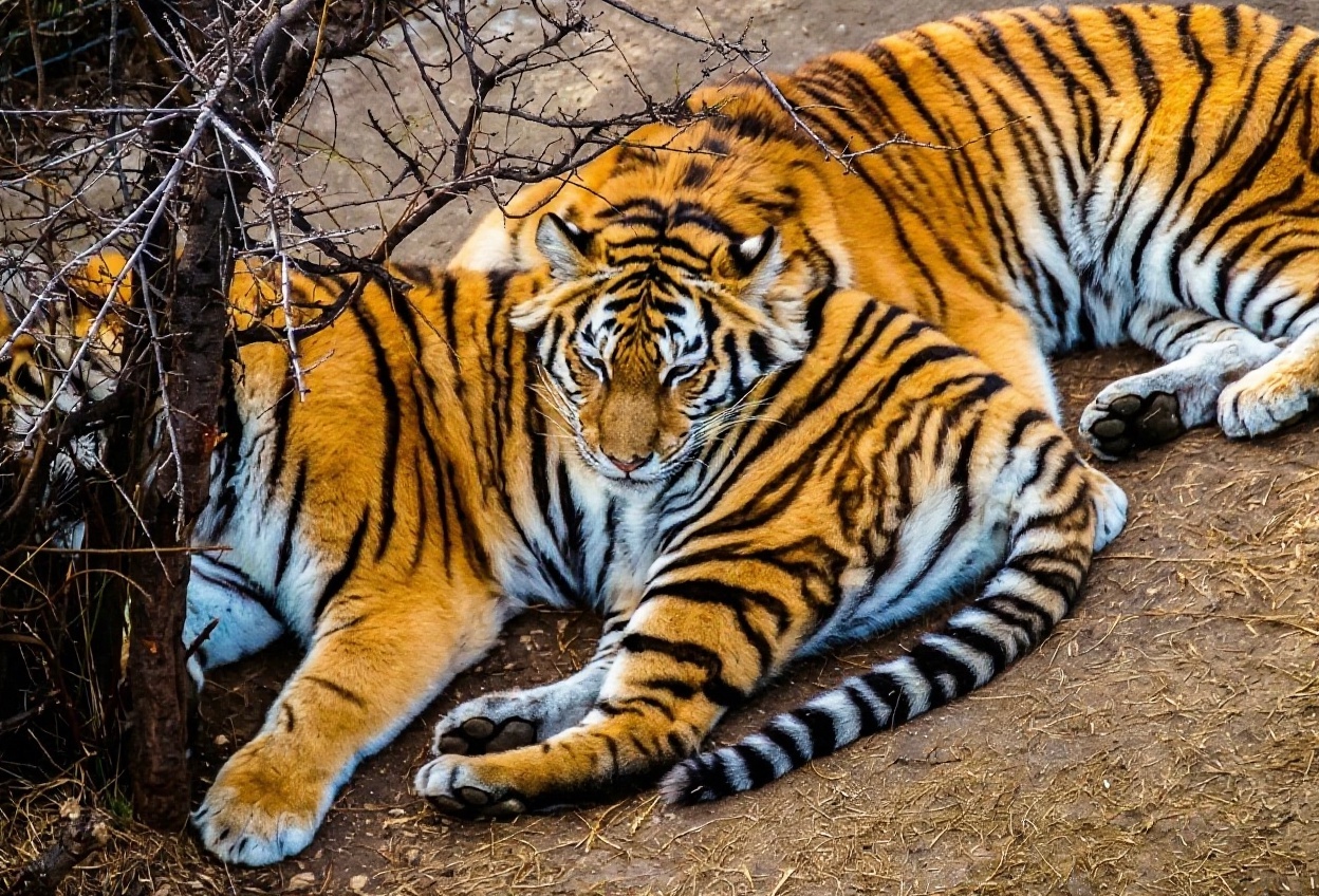Big cats of Taigan Park - Series My Crimea, My, Taigan Lions Park, Crimea, Russia, a lion, Tiger, The park, Cat family, Big cats, Travel across Russia, White tiger, Amur tiger, The photo, Longpost