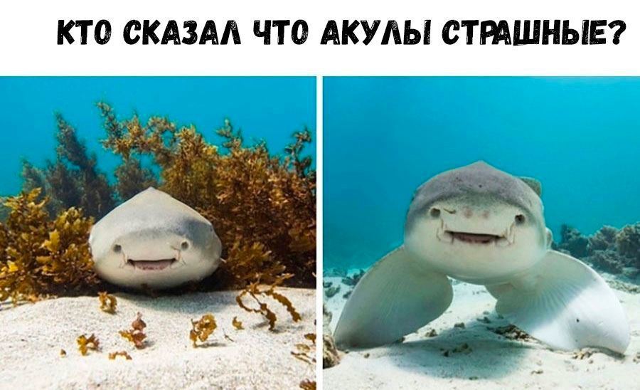 They are very cute - Humor, Picture with text, Vital