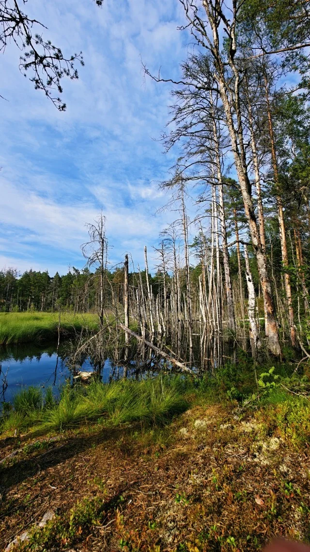 Journey through Karelia. Chapter 1: Ladoga Skerries. Part 4 - My, Skerries, Карелия, Ladoga, Lake, Alloy, Australian shepherd, Kayak, Rain, Beach, The rocks, Hike, Weather, Longpost
