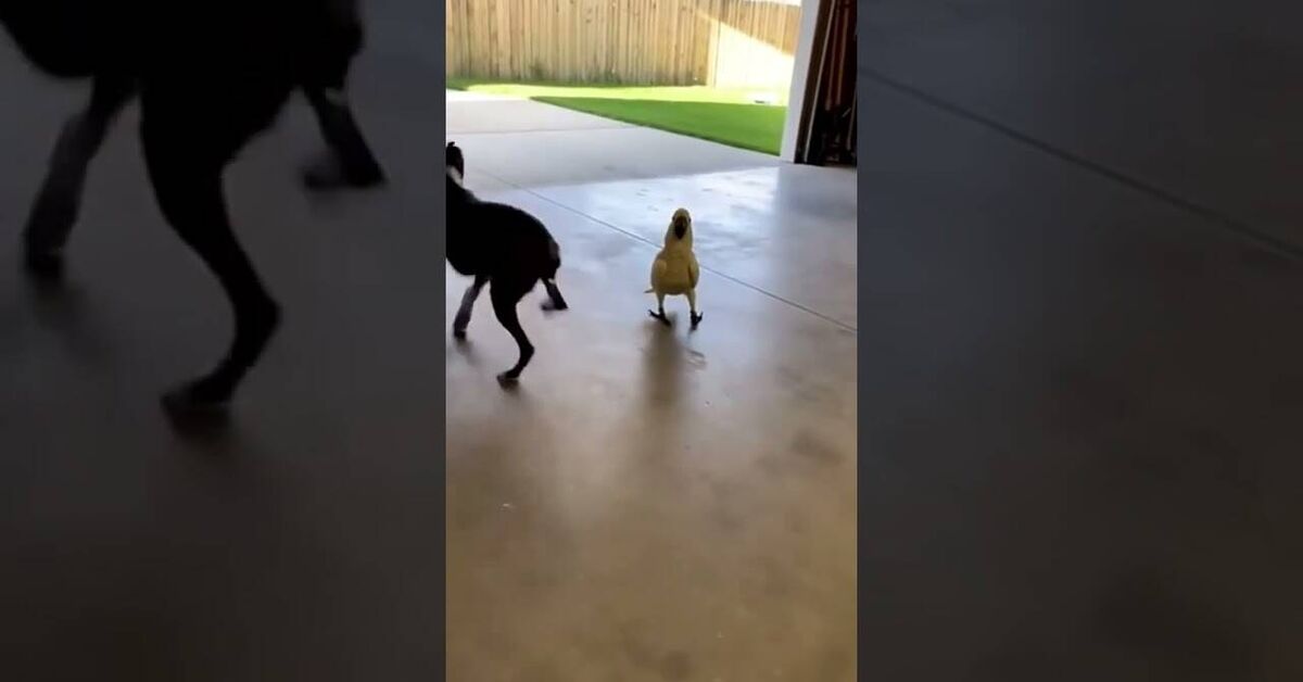 Parrot and sleeping dogs - Humor, Dog, Dream, The fright, Vertical video, Funny, Prank, Video, Youtube, Short videos