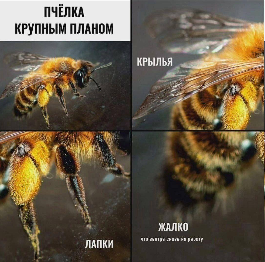 Bee - Humor, Picture with text