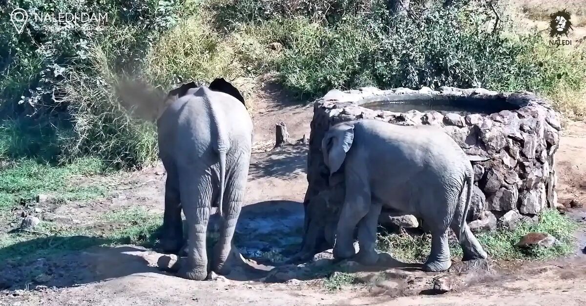 Baby elephants learn to drink water from a well - Baby elephant, Elephants, Wild animals, wildlife, South Africa, Well, Waterhole, Video monitoring, Video