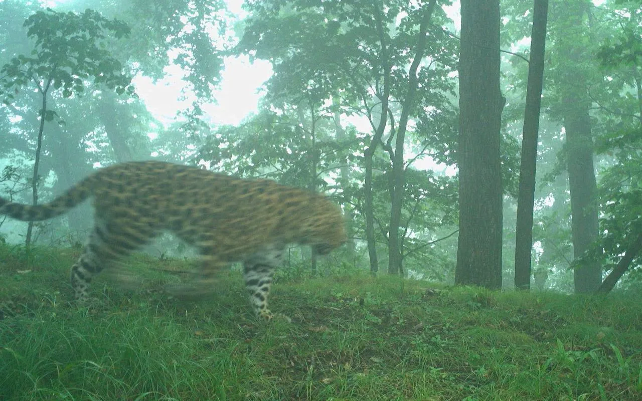 Bad weather for half a year - Series Far Eastern leopard, Far Eastern leopard, Wild animals, Predatory animals, Leopard, wildlife, National park, Land of the Leopard, Primorsky Krai, Phototrap, Rain, Big cats, Cat family, MAX messenger (link)