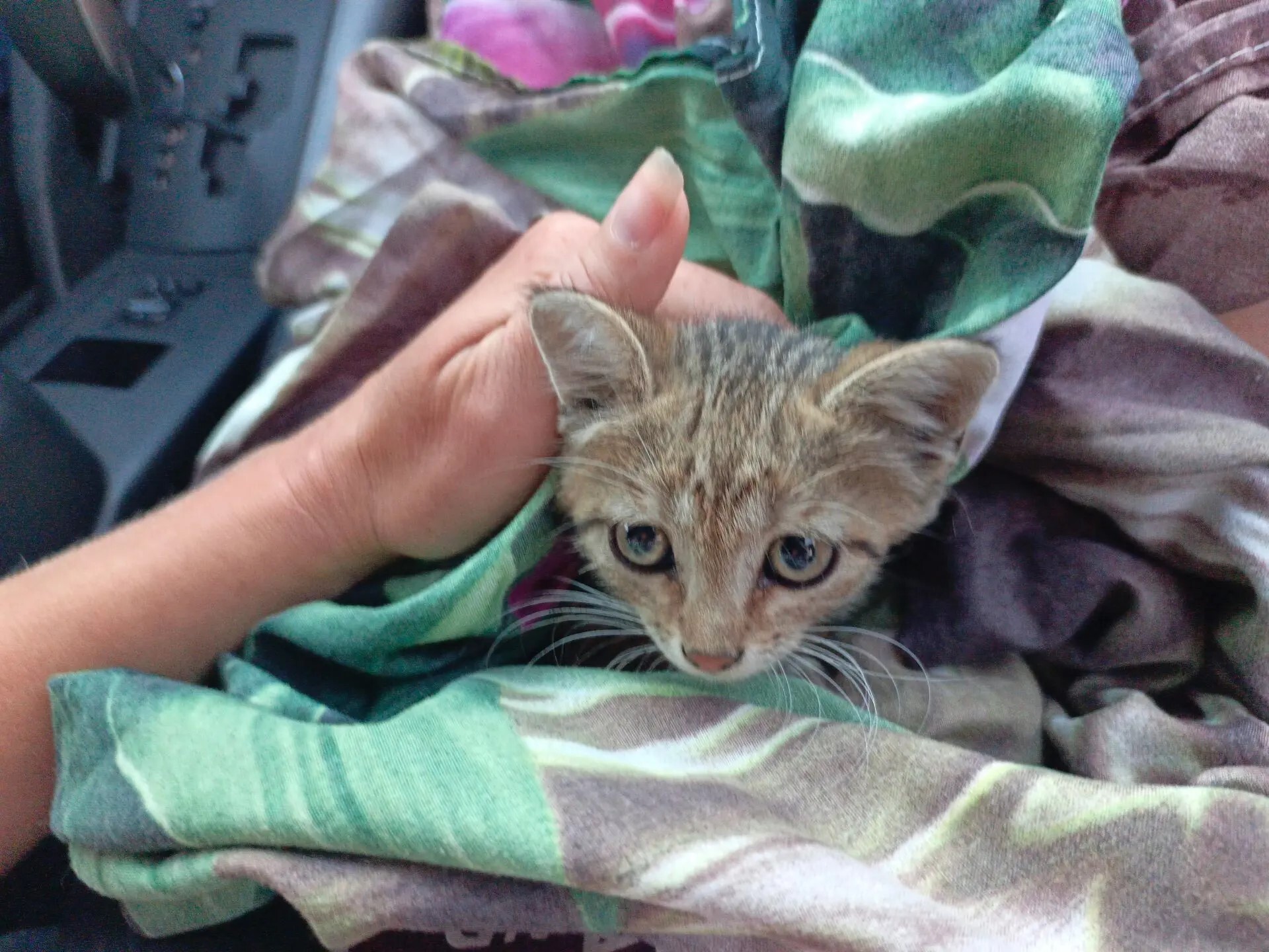 We went to the sea and brought a cat... - My, cat, Auto, Weekend, Life stories, Short videos, Video, Longpost