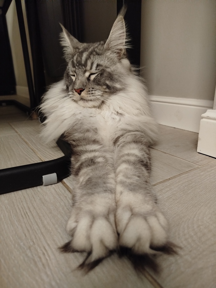 Котёнок не дает по ночам спать. Мстить ему днем или нет?