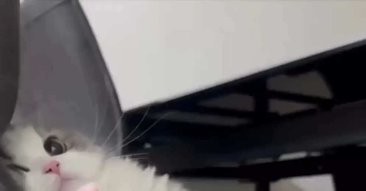 Well hello there - Short videos, Vertical video, cat, Fluffy, Funny animals, Telegram (link), Video, Soundless