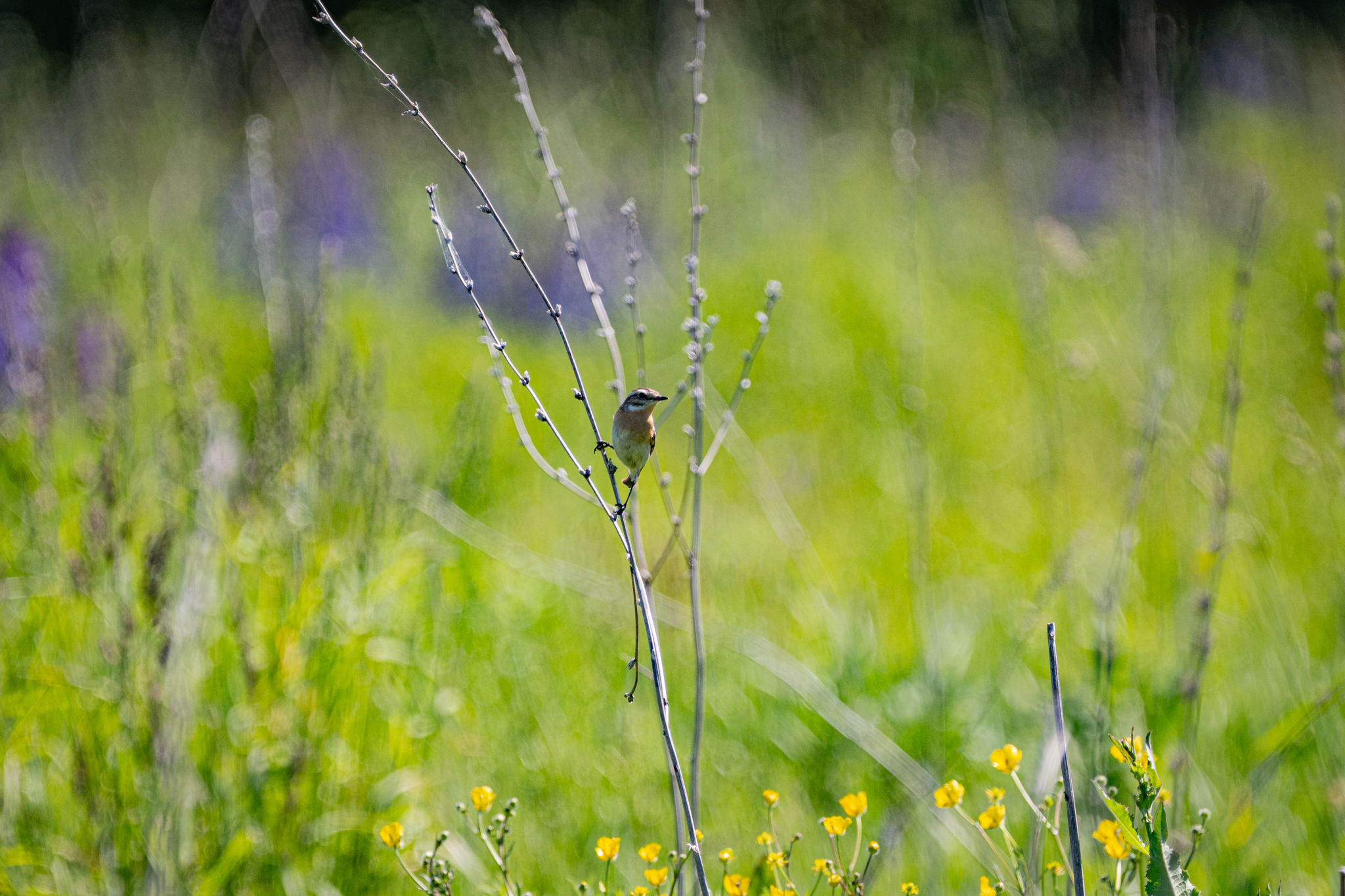 Meadow whinchat - Series Photo hunting, My, The nature of Russia, Photo hunting, Nikon, The photo, Vladimir region, Meadow Stonechat, Chisel, Bird watching, Ornithology, Ornithology League, Hobby