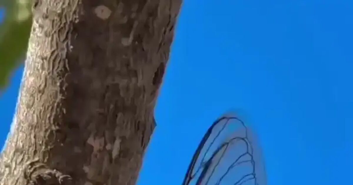 The singing of the cicada... - Vertical video, Short videos, Cicada, Insects, Singing, Nature, Milota, beauty, Kindness, Tree, Melody, Music, Animals, Wild animals, Video