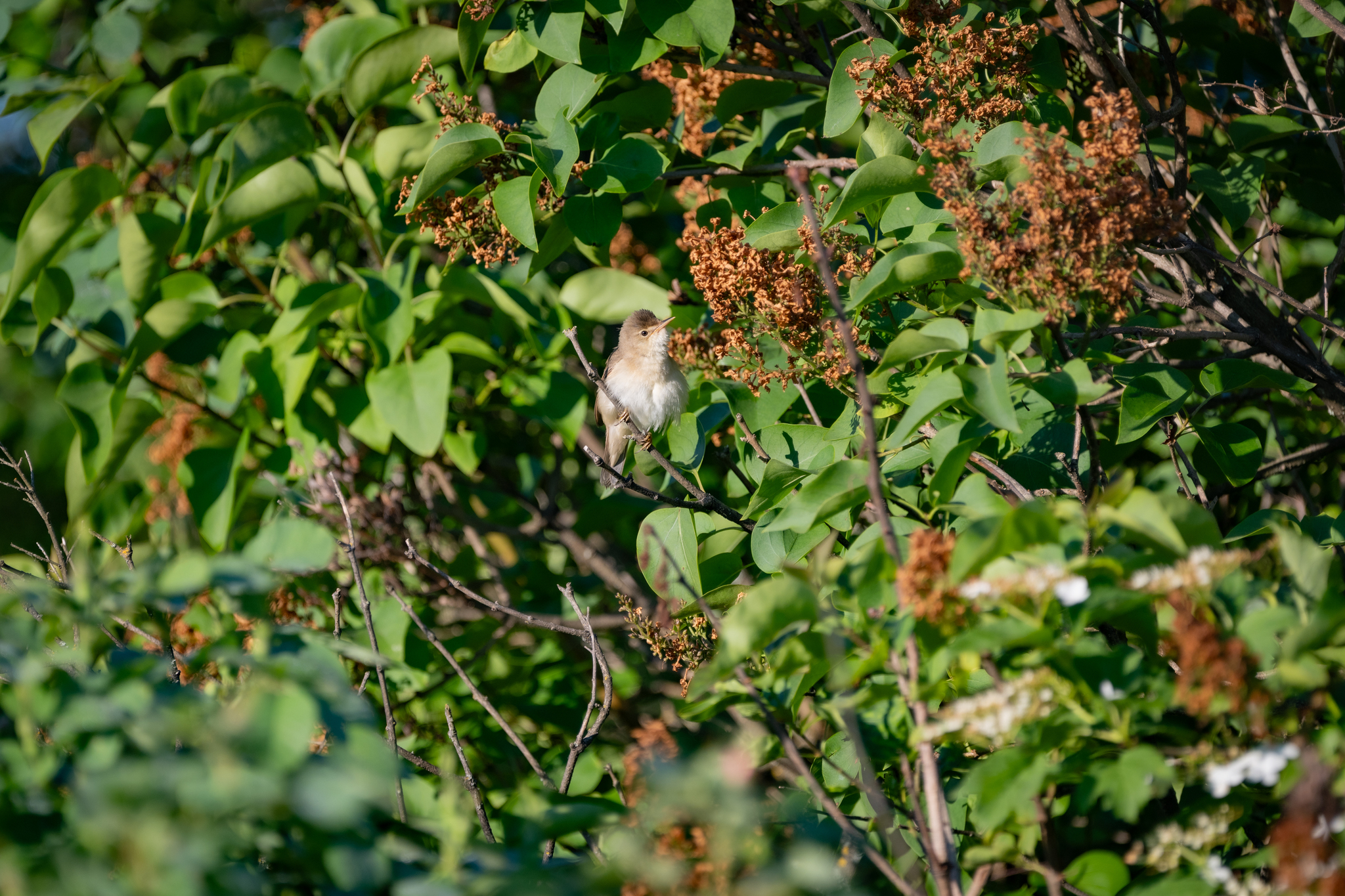 Common whitethroat. Screaming. - Series Photo hunting, My, The nature of Russia, Photo hunting, Nikon, The photo, gray warbler, Bird watching, Ornithology, Ornithology League, Hobby