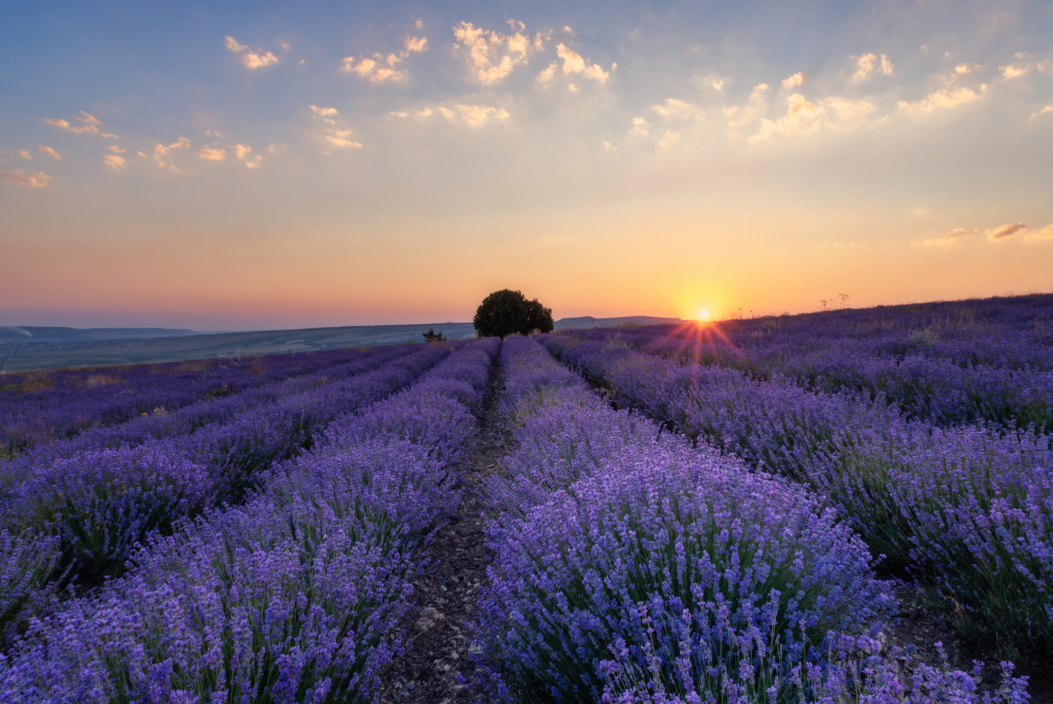 Morning in a Lavender Field. Continued - My, Landscape, The photo, Crimea, Sunrises and sunsets, Lavender, dawn, Flowers, Bakhchisarai, Sky, Beautiful view, Longpost, Morning