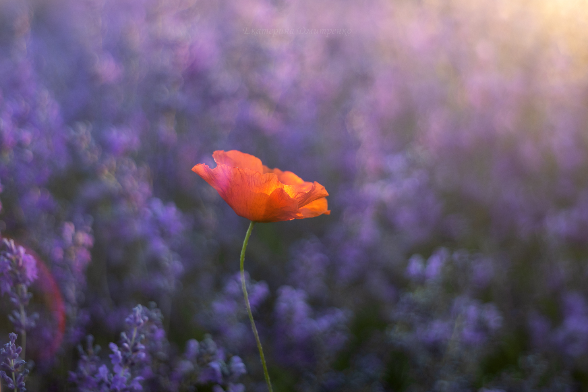 Morning in a Lavender Field. Continued - My, Landscape, The photo, Crimea, Sunrises and sunsets, Lavender, dawn, Flowers, Bakhchisarai, Sky, Beautiful view, Longpost, Morning