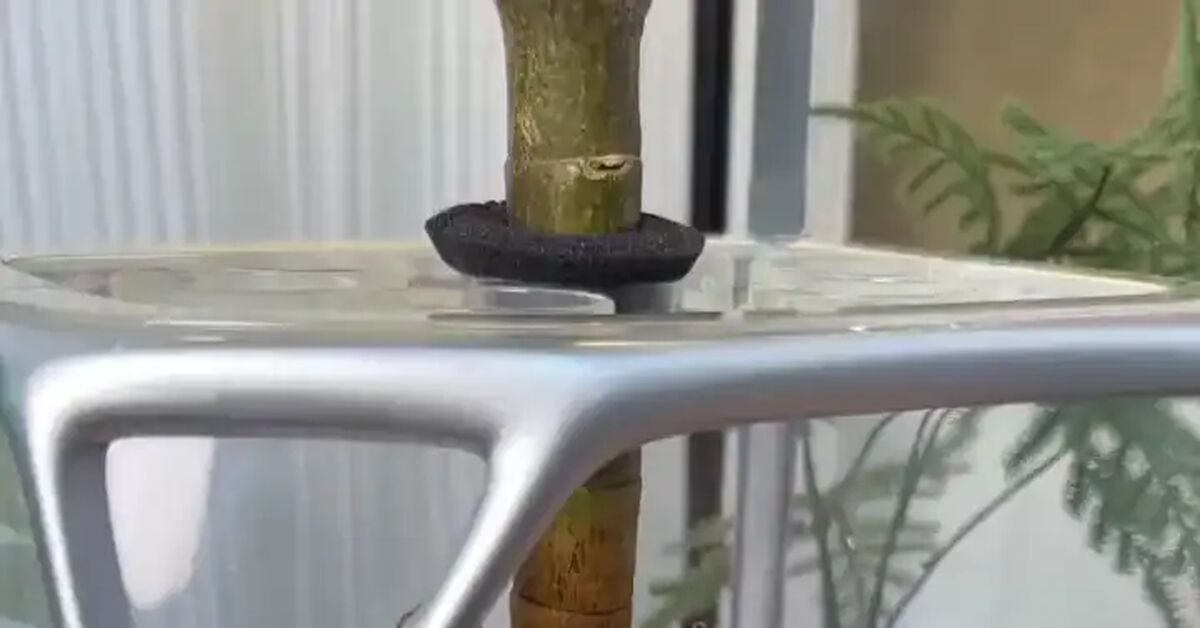 Izestee has released a compact aeroponics system where plants grow without any soil at all, with their roots suspended in the air inside a transparent chamber. - Vertical video, Useful, Technologies, Short videos, Inventions, Video