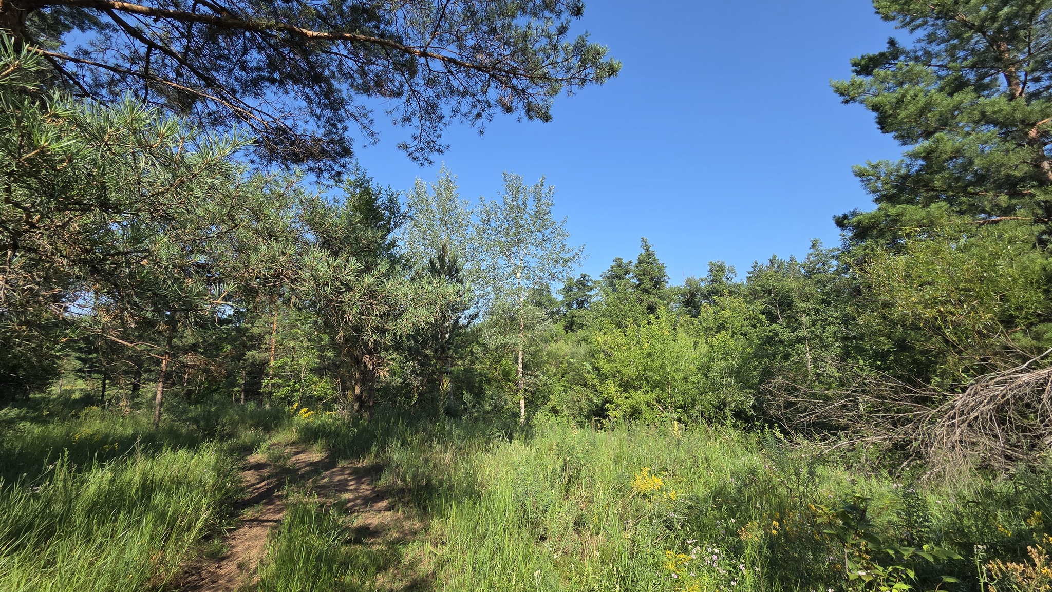 Forest road - My, Mobile photography, Nature, Beautiful view, Forest