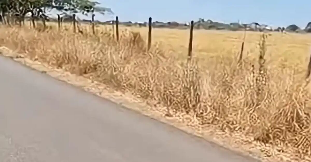 Saved - My, cat, Animals, beauty, Video, Vertical video, Short videos