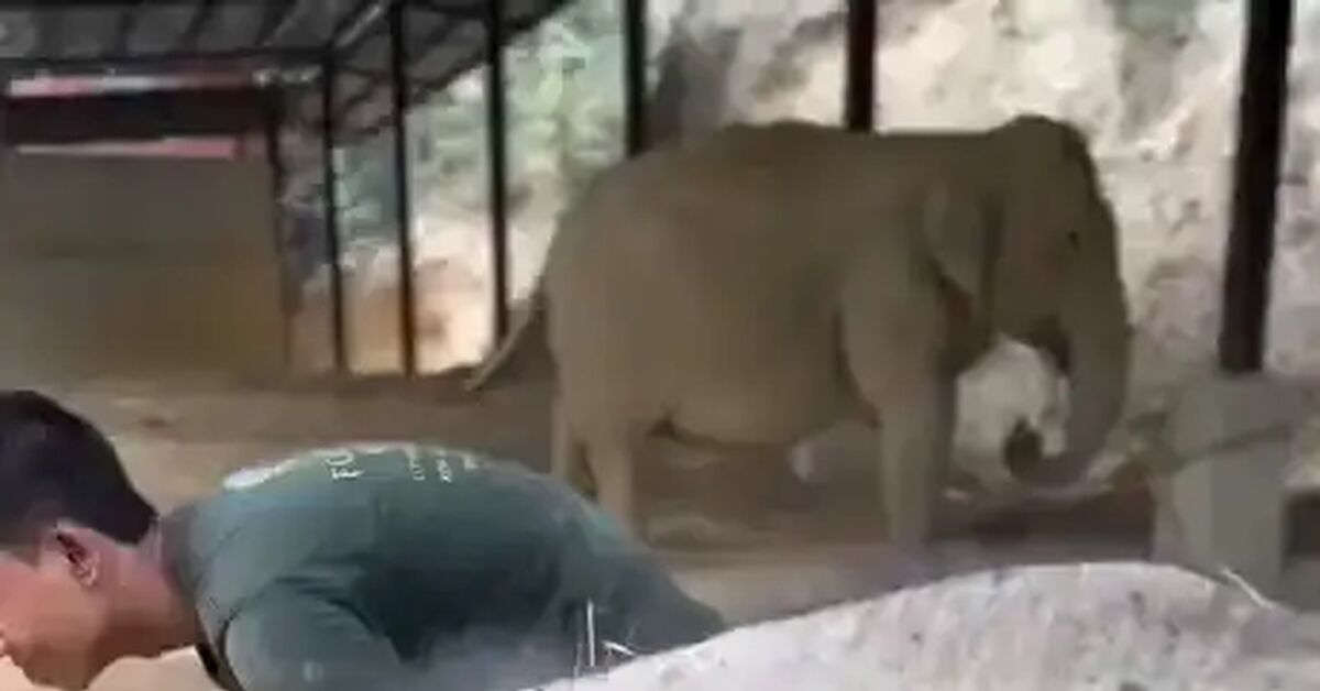 Children will be children - Short videos, Vertical video, Baby elephant, Water, Telegram (link), Video