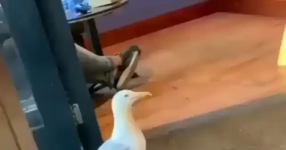Feature film Kidnapped - Humor, Theft, Seagulls, Video, Vertical video, Short videos
