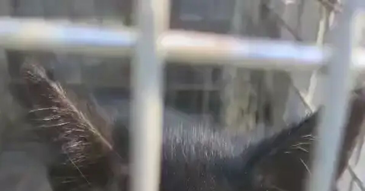 Some woman was passing by and said, She's been screaming for 5 days, I'm fed up with her. - No rating, Animal Rescue, In good hands, cat, Kittens, Saint Petersburg, Video, Vertical video, Short videos, Telegram (link)
