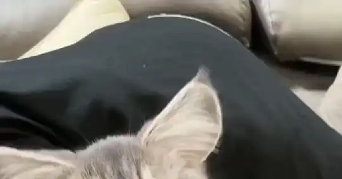 What a delight - Vertical video, Short videos, Milota, cat, Kittens, Pets, Cat lovers, Video, Dvach