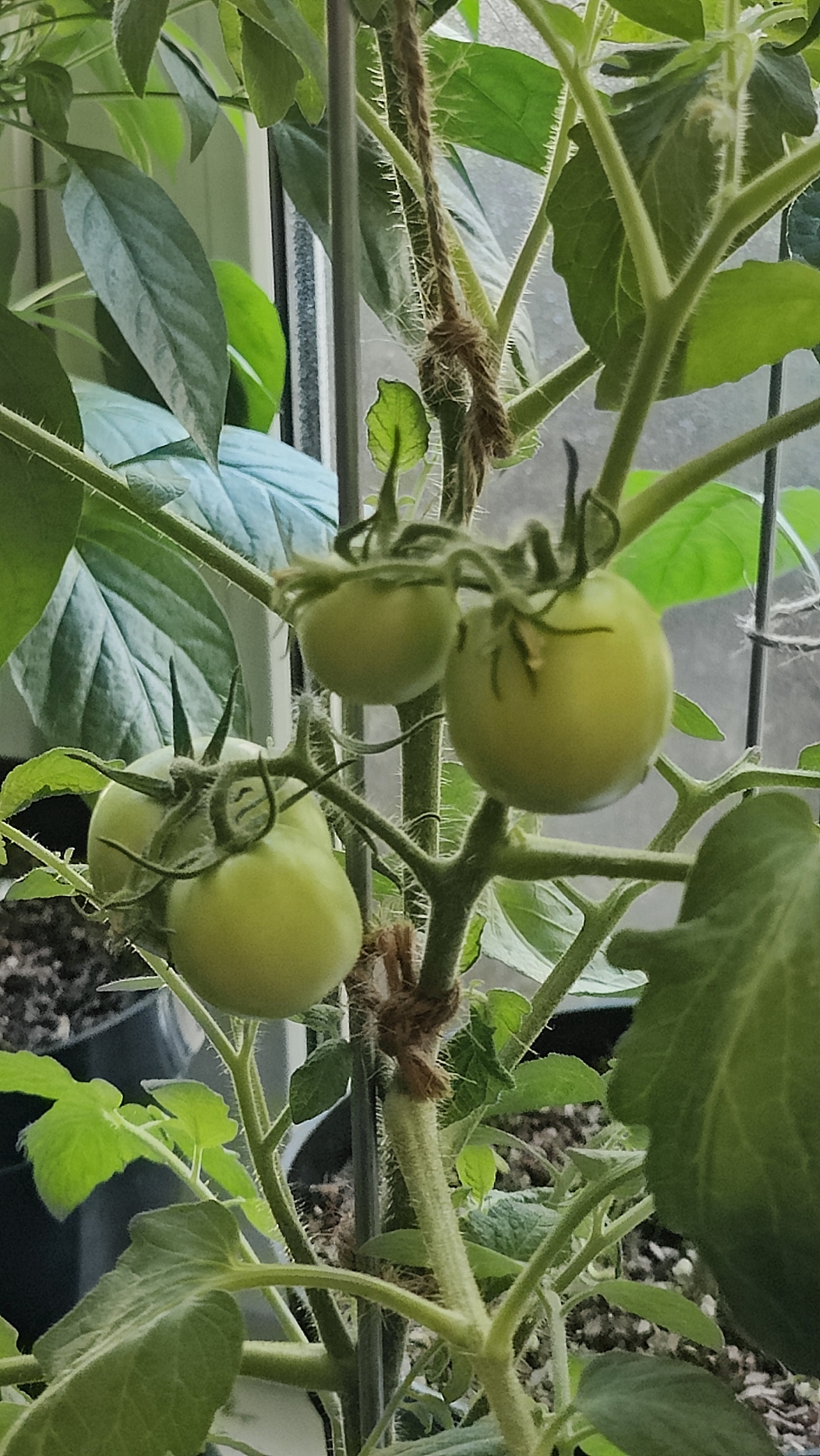 A Window Garden. Part 4: Interim Results - My, Hot peppers, Houseplants, Growing, Plant growing, Longpost, Series Vegetable garden on the windowsill