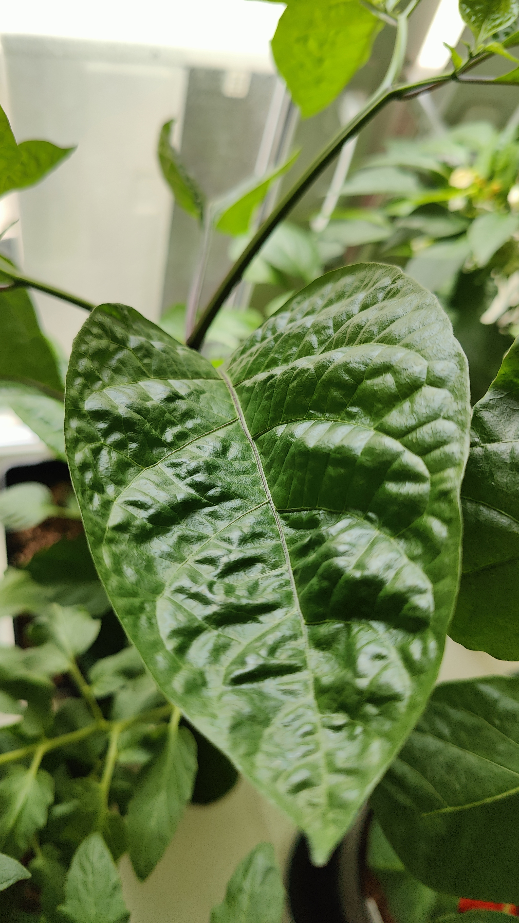 A Window Garden. Part 4: Interim Results - My, Hot peppers, Houseplants, Growing, Plant growing, Longpost, Series Vegetable garden on the windowsill