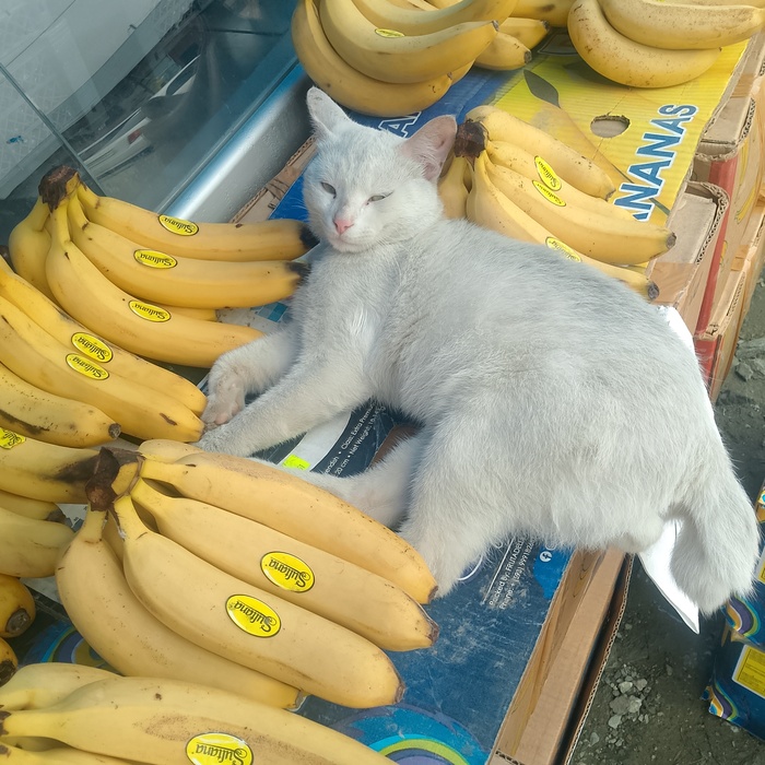 ������