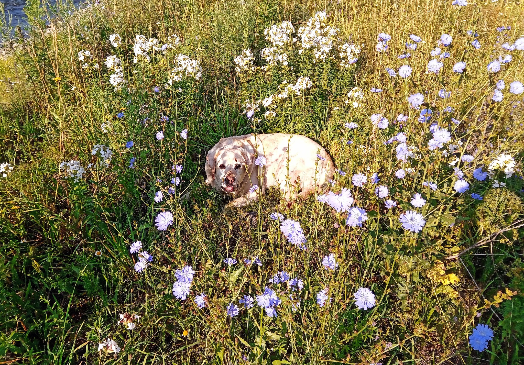 Morning hyrrrr in the meadow - My, Dog, Labrador, Meadow, Flowers, Summer, River, Longpost