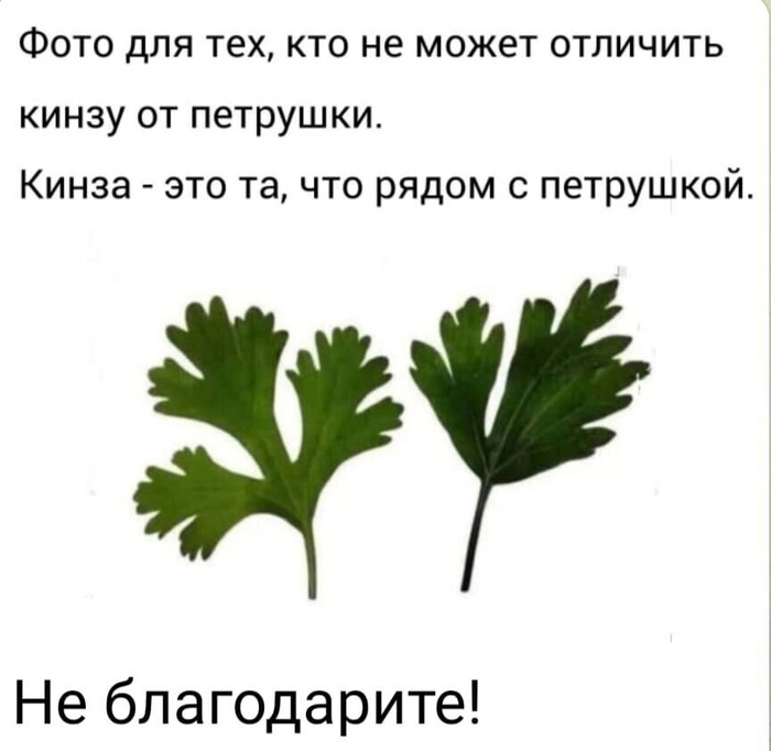 Петруна и кинзушка или кинза и петрушка!