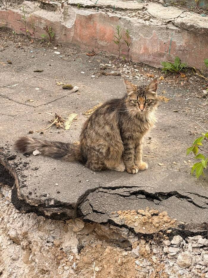 Кошка