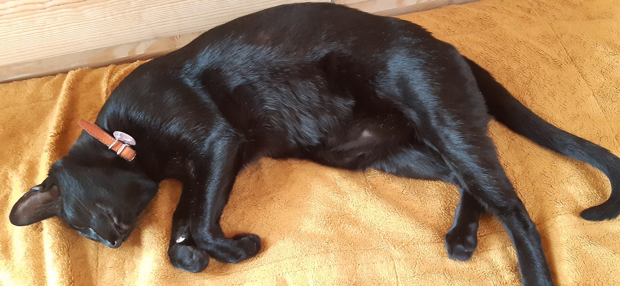 The client requested that natural textures and unique hand-made decor be added to the interior. - Series Notes from the life of the cat Shah, My, cat, Oriental cats, Humor, Funny, Black cat