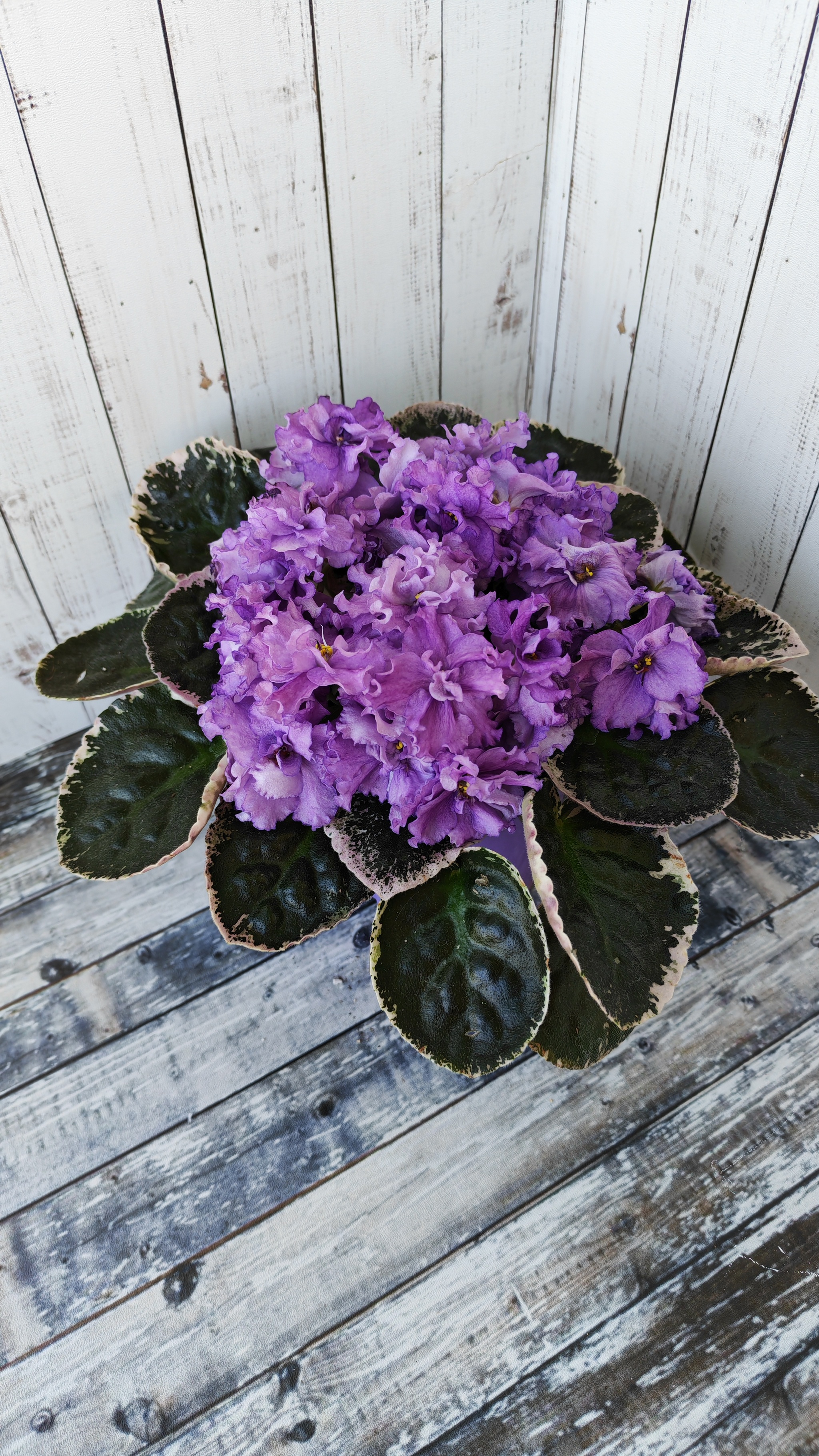 Violet LE-Art de Vie sport! - Series Varietal violets, My, Houseplants, Plants, Plant growing, Growing, Saintpaulia, Floriculture, Botany, Entertaining botany, Gardening, Violets, Bloom, Garden, Good morning