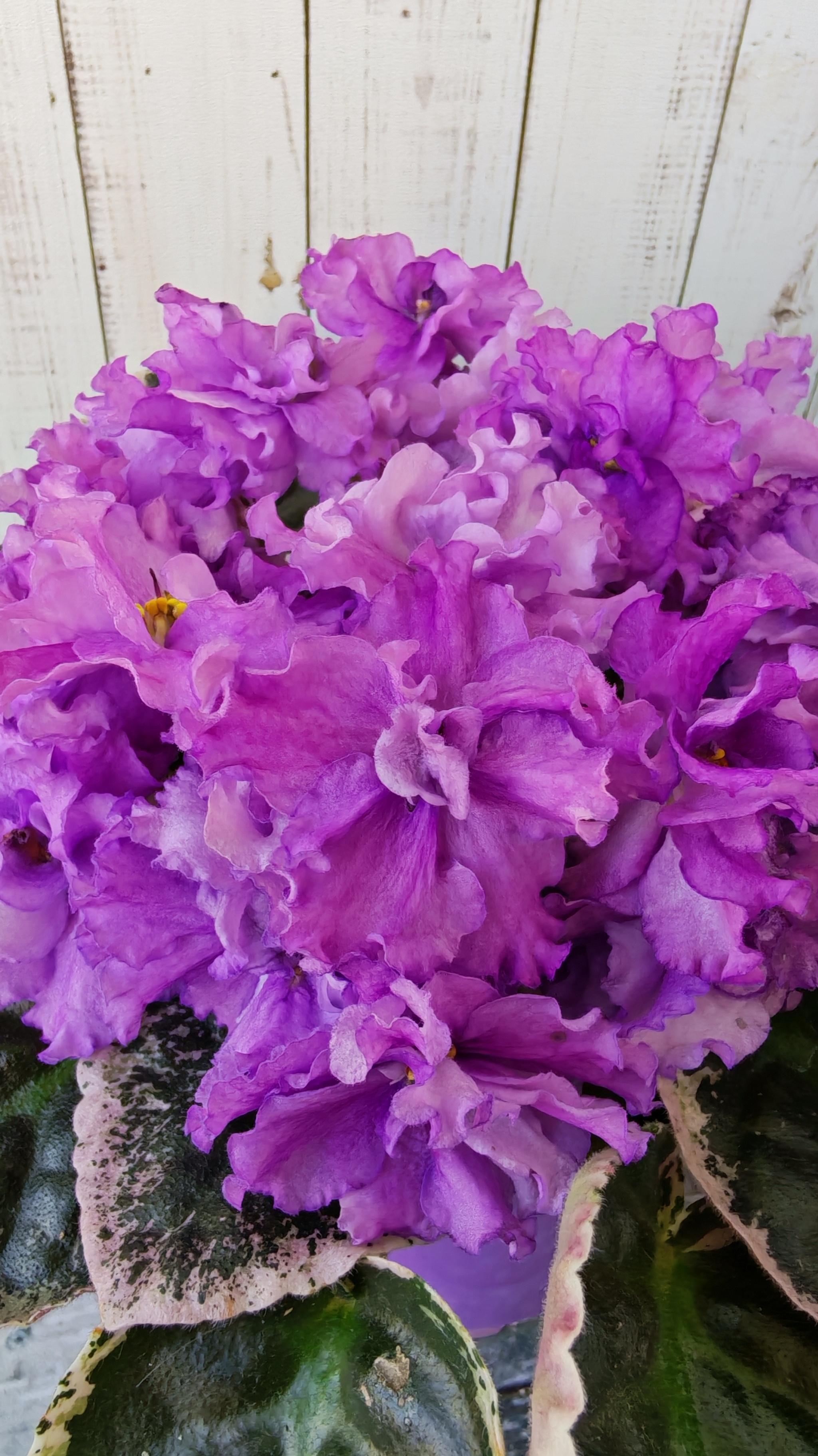 Violet LE-Art de Vie sport! - Series Varietal violets, My, Houseplants, Plants, Plant growing, Growing, Saintpaulia, Floriculture, Botany, Entertaining botany, Gardening, Violets, Bloom, Garden, Good morning