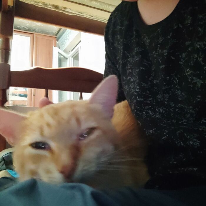 Кот