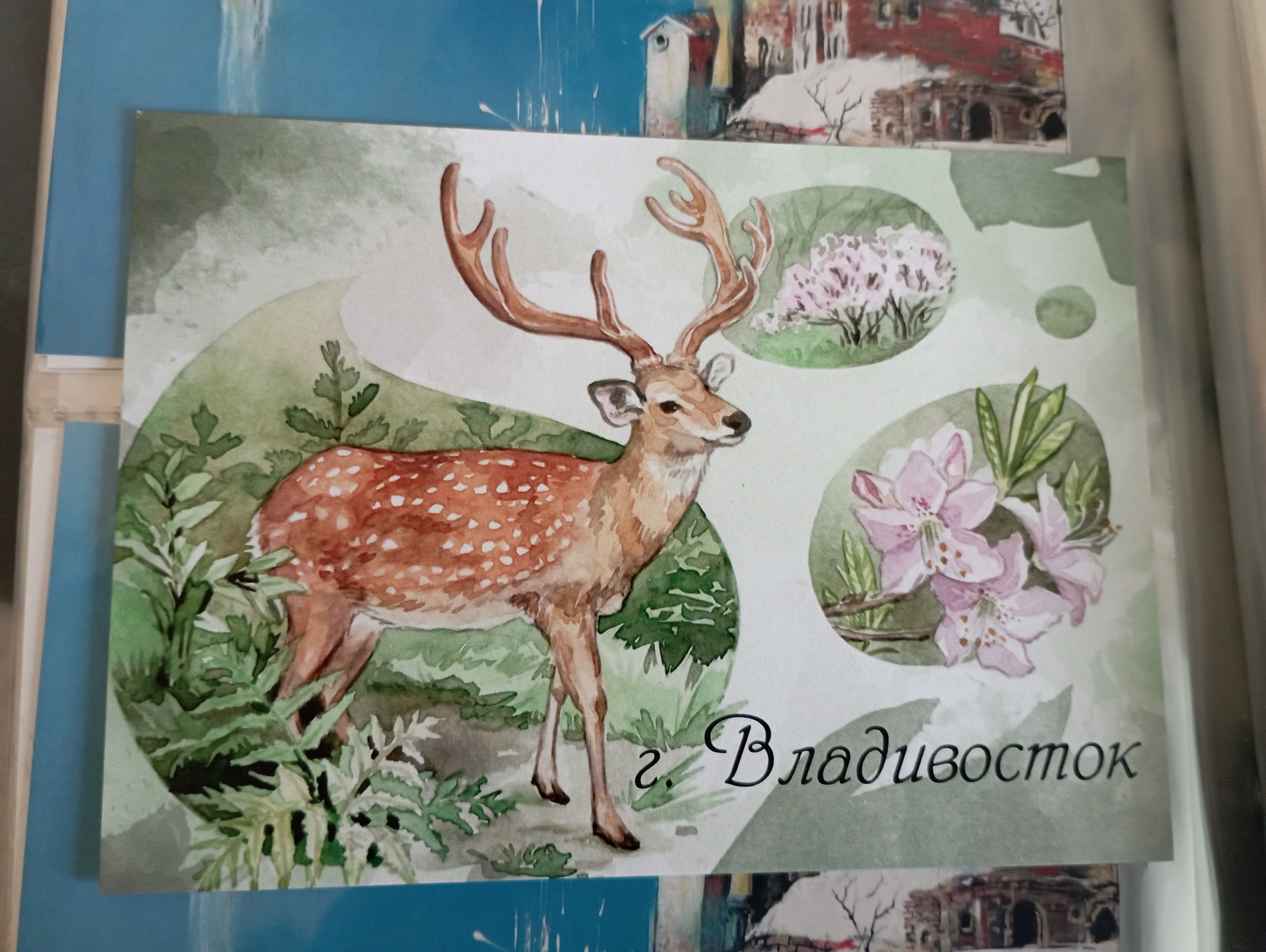 Collection of postcards Vladivostok/Primorye - My, Postcard, Postcrossing, Vladivostok, Primorsky Krai, Amur tiger, Дальний Восток