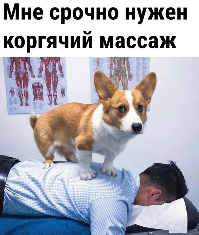 A short-legged massage? There are many of you, but there's only one of me, and I have short legs!!! - Humor, Corgi, Massage, Dog, Picture with text