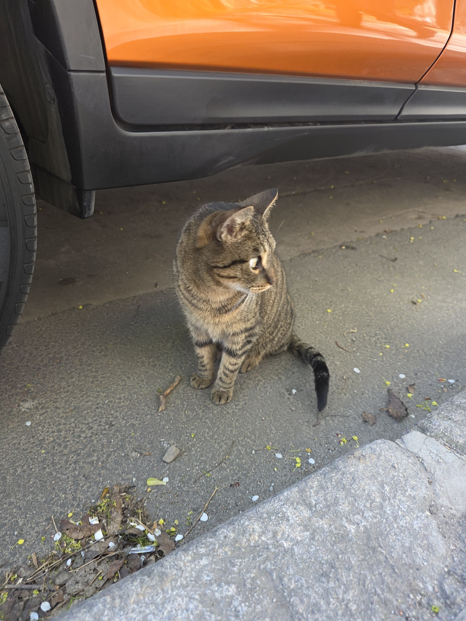 Uprt - Series Animals, My, Street photography, The photo, City walk, cat, Animals, Kaliningrad region, Kaliningrad, Longpost