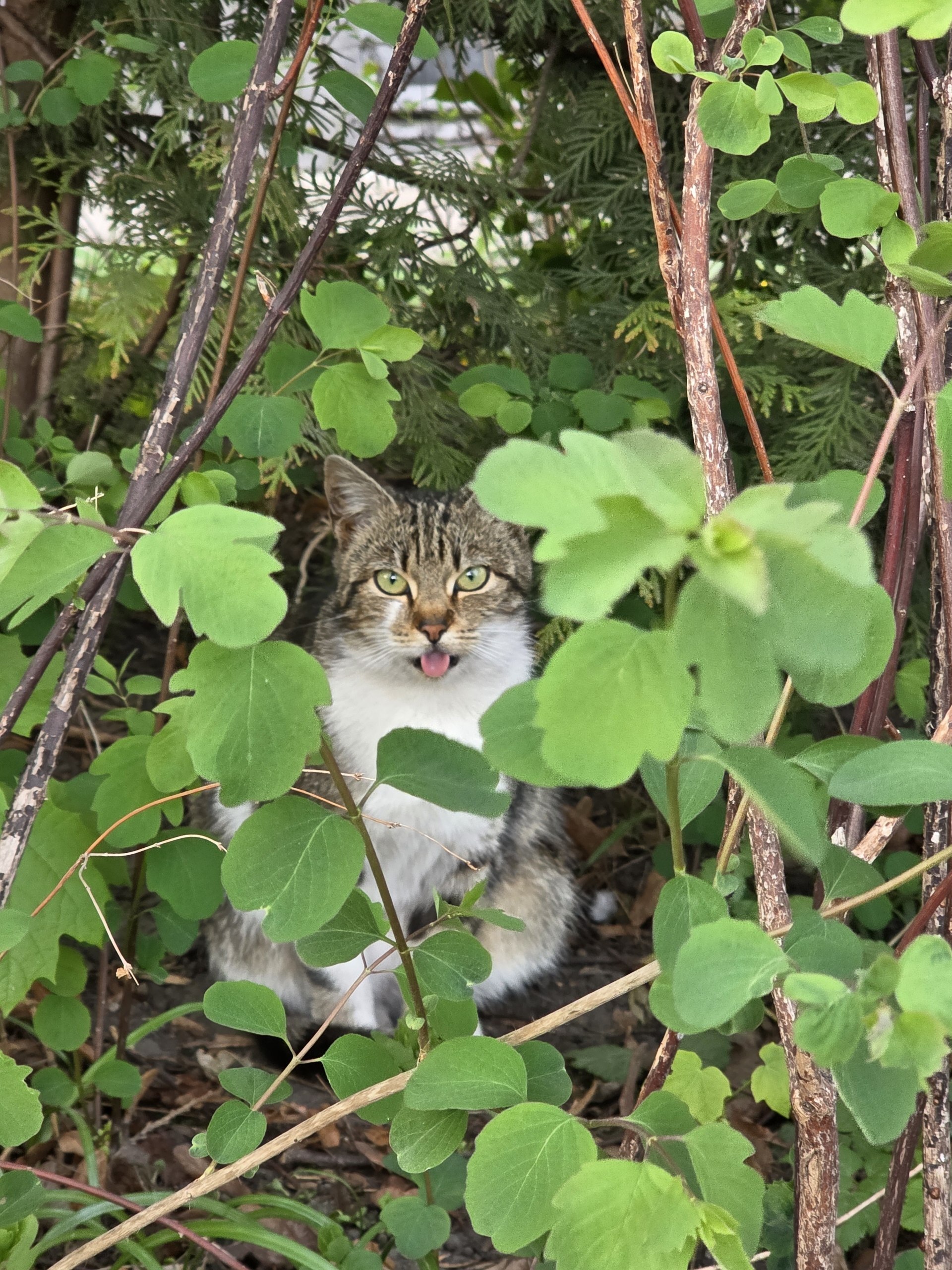 Heat - Series Animals, My, Street photography, The photo, City walk, cat, Animals, Kaliningrad region, Kaliningrad, Longpost