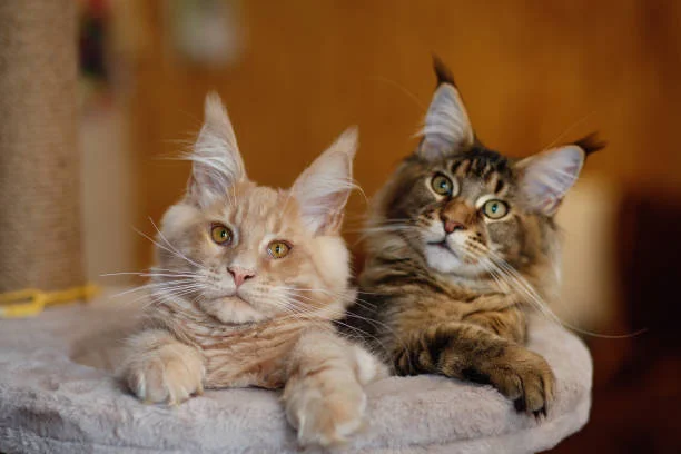 About lactose intolerance in smooth-skinned cats. And in woolly-skinned cats too. - My, Lactose intolerance, Milk, Useful, Immunity, cat