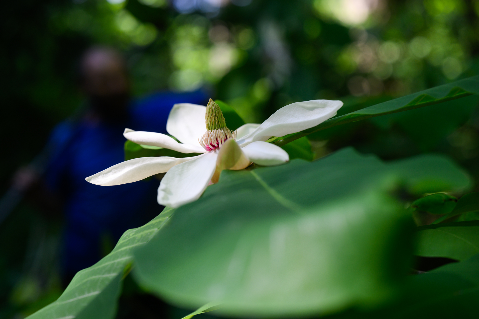 Magnolia is blooming in Moscow. - My, The photo, Nikon, The park
