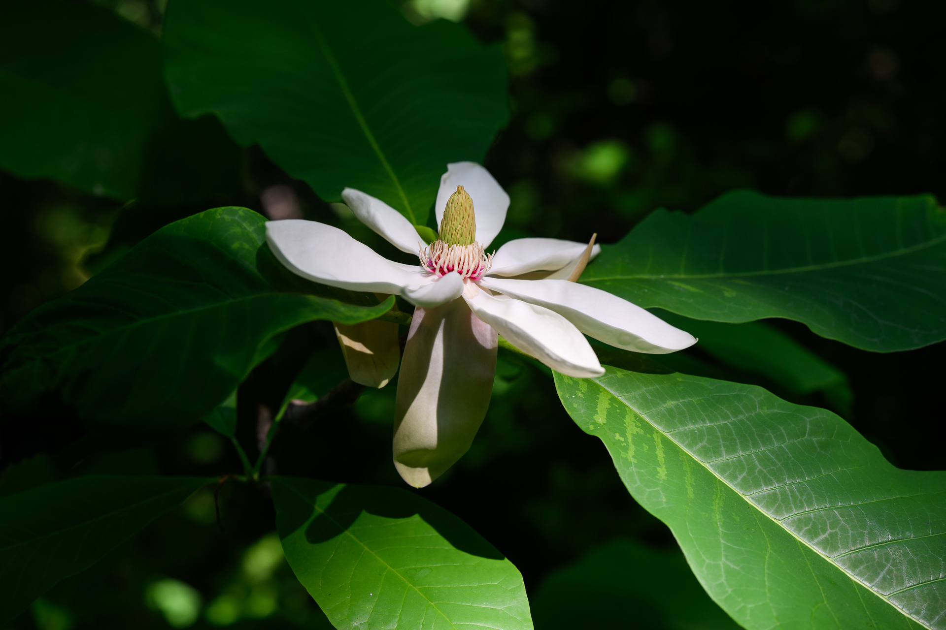 Magnolia is blooming in Moscow. - My, The photo, Nikon, The park