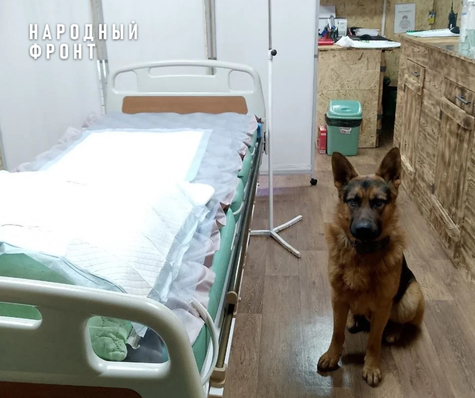 Thor is a combat dog who has been performing combat missions and saving the lives of our soldiers in the Northern Military District for several years now. - Donbass, Onf, Tomsk, Humanitarian aid, Siberia, Donetsk, DPR, LPR, Humanitarian convoy, Volunteering, Gratitude, Good deeds, Dog, Longpost