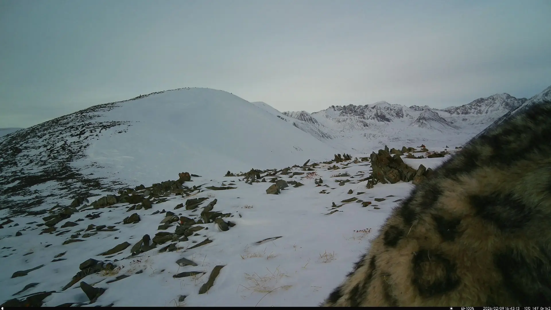 There is no limit to perfection - Series Snow Leopard, Snow Leopard, Chikhachev Ridge, Altai Mountains, wildlife, Predatory animals, Wild animals, Cat family, Big cats, Phototrap, Satyr, MAX messenger (link), Longpost
